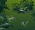 Dark Green Hummingbird - Kolibri (32X)