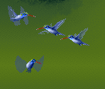 Blue Hummingbird - Kolibri (32X)