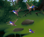 Chestnut Hummingbird - Kolibri (32X)