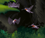 Lavender Hummingbird - Kolibri (32X)