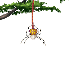 Spider - Kolibri (32X)