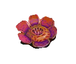 Gigant Rafflesia - Fairy Farm
