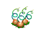 Onion - Fairy Farm