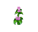 Peppermint - Fairy Farm