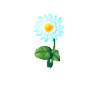 Gerbera - Fairy Farm