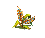 Oats - Fairy Farm