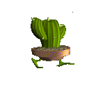 Cactusus - Beetle Junior