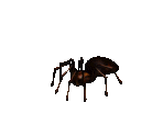 Spider - Siege of Avalon