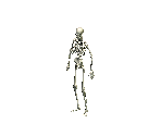 Base Skeleton - Siege of Avalon