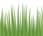 Flowers, Grass, and Petals - Flower Works