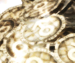 Items Images - Catherine