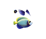 Fish - Planet Fish