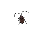 Cockroach - Nuga-Cel!