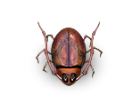 Bug 2 - Dragon Fin Soup