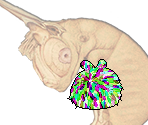 Unicorn Larva - Middens