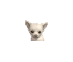 Dogs - Nintendogs: Dalmatian & Friends