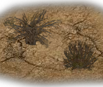 Background Objects - Total Domination