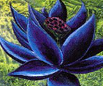 Cards Arts (A-B) - Magic: The Gathering - Shandalar