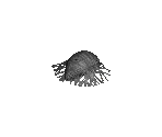 Cocoon (Chest) - Diablo 2 / Diablo 2: Lord of Destruction