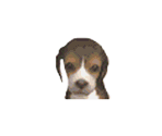Dog Icons (DS/E3 2010) - Nintendogs + Cats