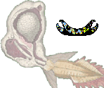 Chondria - Gingiva
