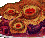 Jellato - Gingiva