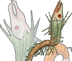 Common Roots - Gingiva
