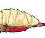 King George - Gingiva