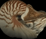 Nautilus - Gingiva