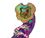 Giant Vermis - Gingiva