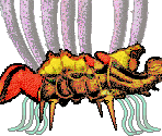 Vermis Elders - Gingiva