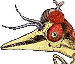 Urban Mite - Gingiva