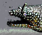 Eel - Gingiva