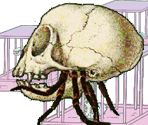 Slave Driver - Gingiva