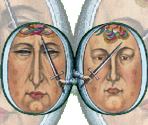 Left and Right Brain - Gingiva