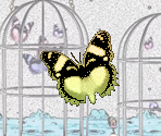 Butterflies - Gingiva