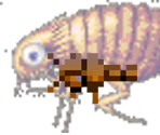 Flea - Gingiva