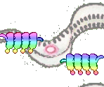 Strobe - Gingiva