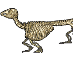 Skeleton Dog - Gingiva