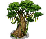 Baobab - Fairy Farm