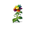 Rainbow Comomile - Fairy Farm