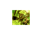 DM-02 Evo-Crushinators of Doom Creatures - Duel Masters: Kaijudo Showdown