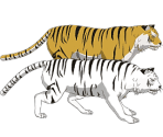 Tigers - Naruto Online