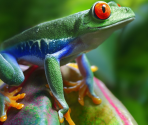 Puzzles - Amazing Animals Jigsaw Puzzles