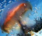 Puzzle Previews - Amazing Animals Jigsaw Puzzles