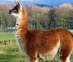 Alpaca - Zoo Jigsaw Puzzles Games Free