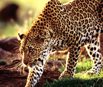Cheetah - Zoo Jigsaw Puzzles Games Free