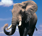 Elephant - Zoo Jigsaw Puzzles Games Free