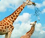 Giraffes - Zoo Jigsaw Puzzles Games Free