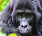 Gorilla - Zoo Jigsaw Puzzles Games Free